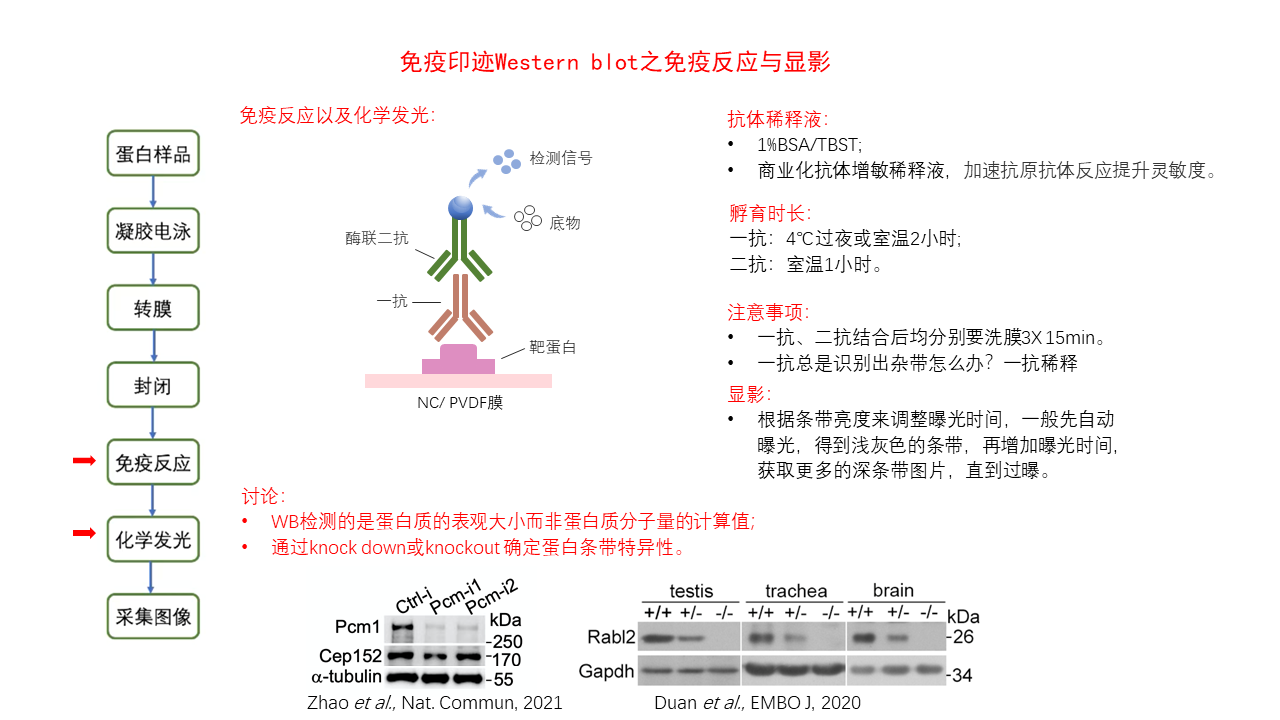 免疫印迹Western blot系列 - 哔哩哔哩