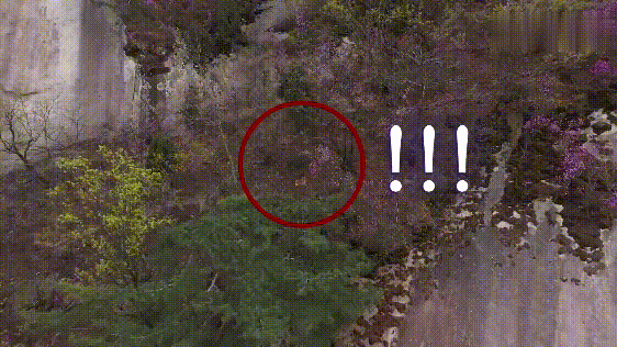 山顶住着一只流浪狗,两年来不肯下山,主人没安好心,它却很忠诚