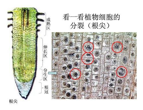 高中生物必修一实验:观察根尖分生组织细胞的有丝分裂 - 哔哩哔哩