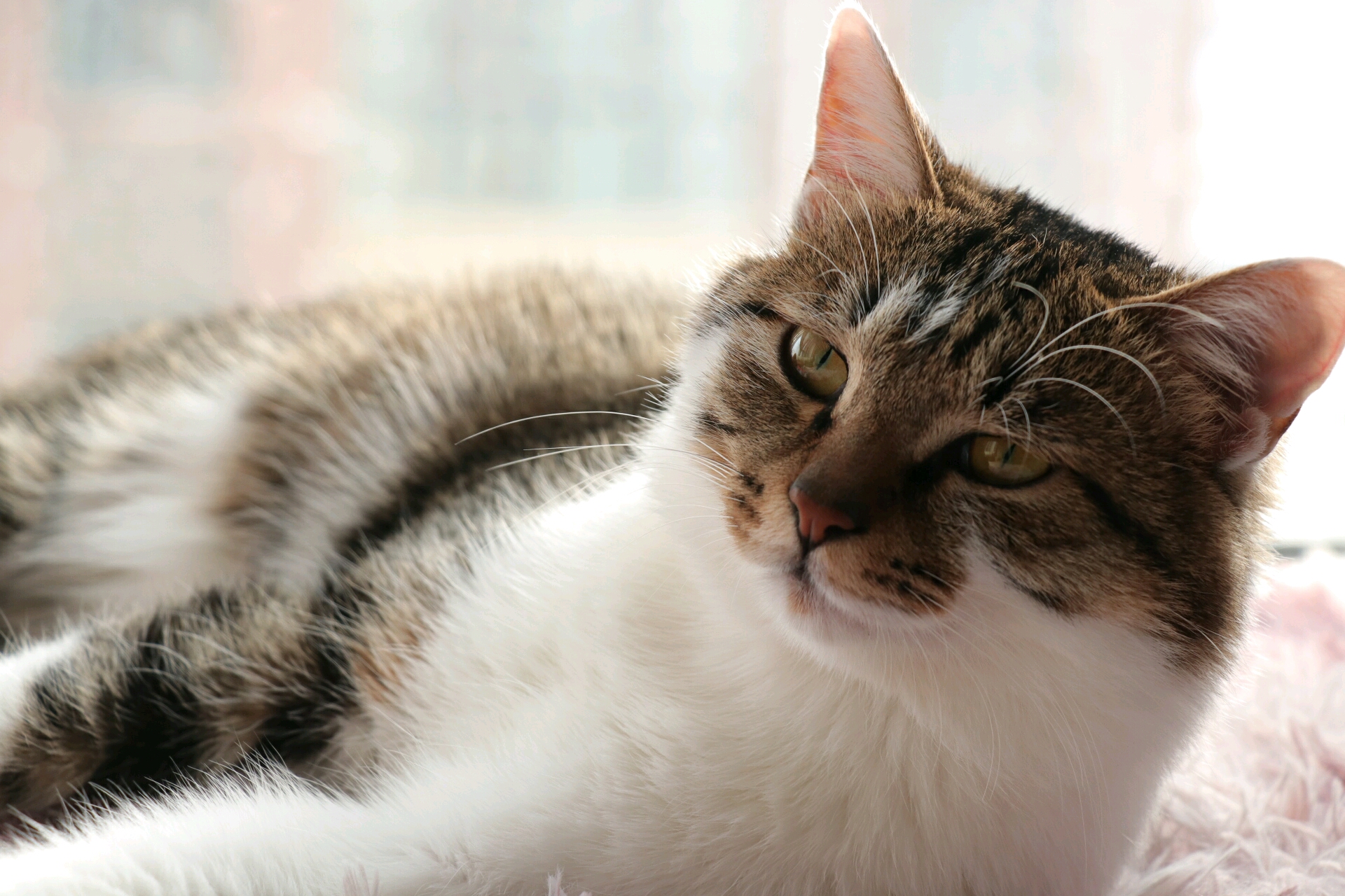 『寒舍喵』a爆了的狸花猫帅照