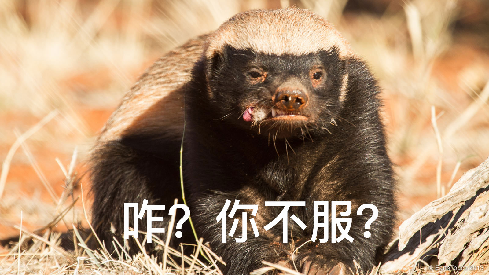 奇怪世间生物有哪些_世界上奇奇怪怪的生物_世间奇怪生物