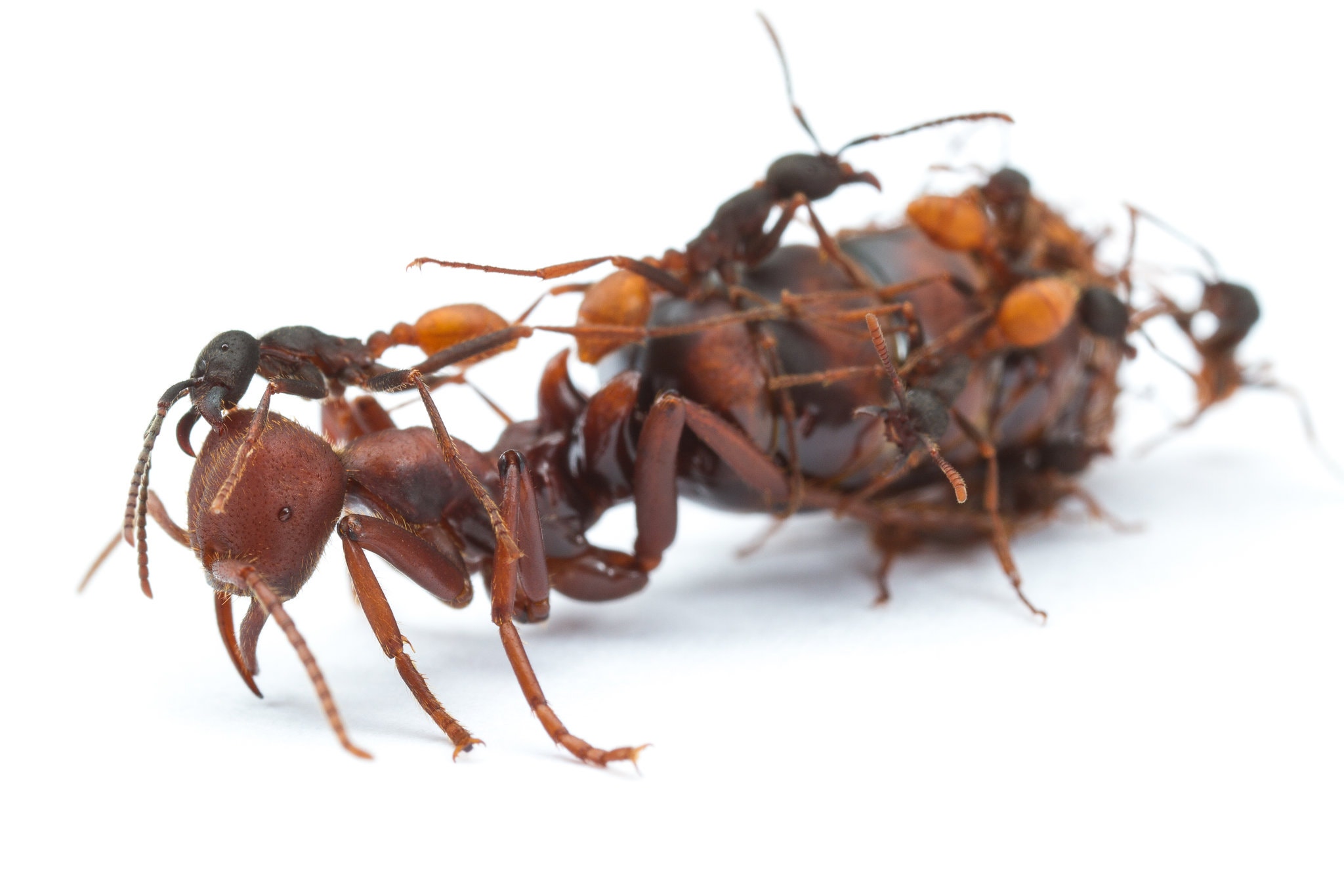 第一次和蚁友交换蚂蚁，换了130只蚁后！_哔哩哔哩_bilibili