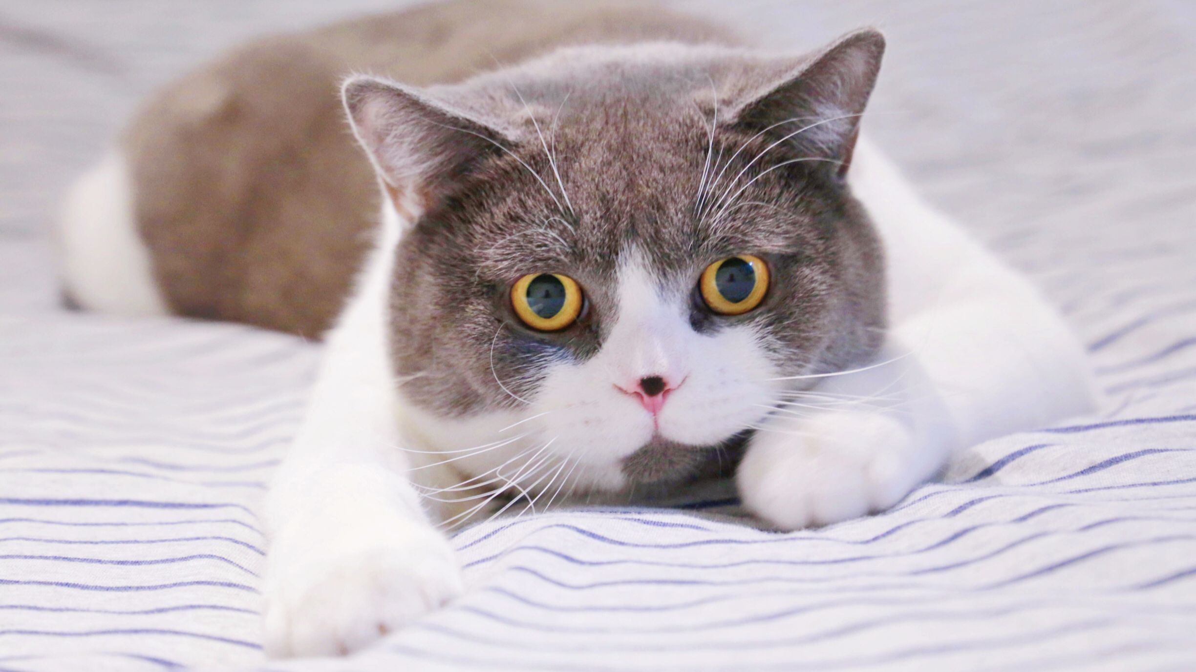 网红猫表情包|白色的猫一脸懵的表情包|萌萌哒的猫咪表情包来一波 - 知乎