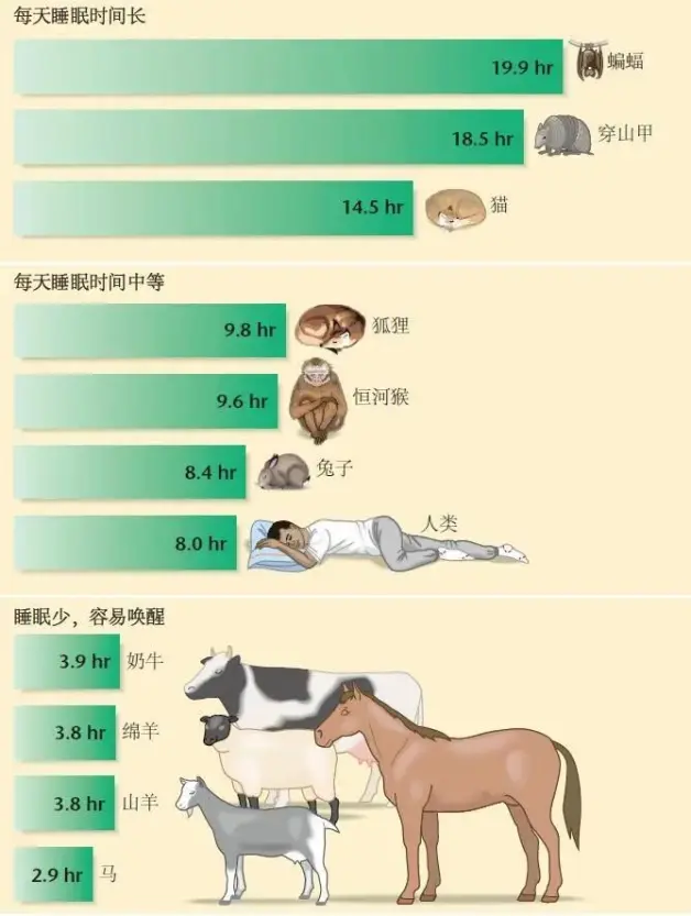 牛马睡3小时 蝙蝠睡小时 为什么人需要睡8小时 哔哩哔哩