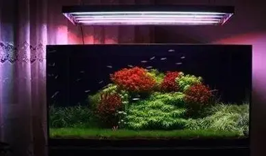 草缸玩家不容易 别被 大师 瞎忽悠 Led水草灯真的不能用 哔哩哔哩