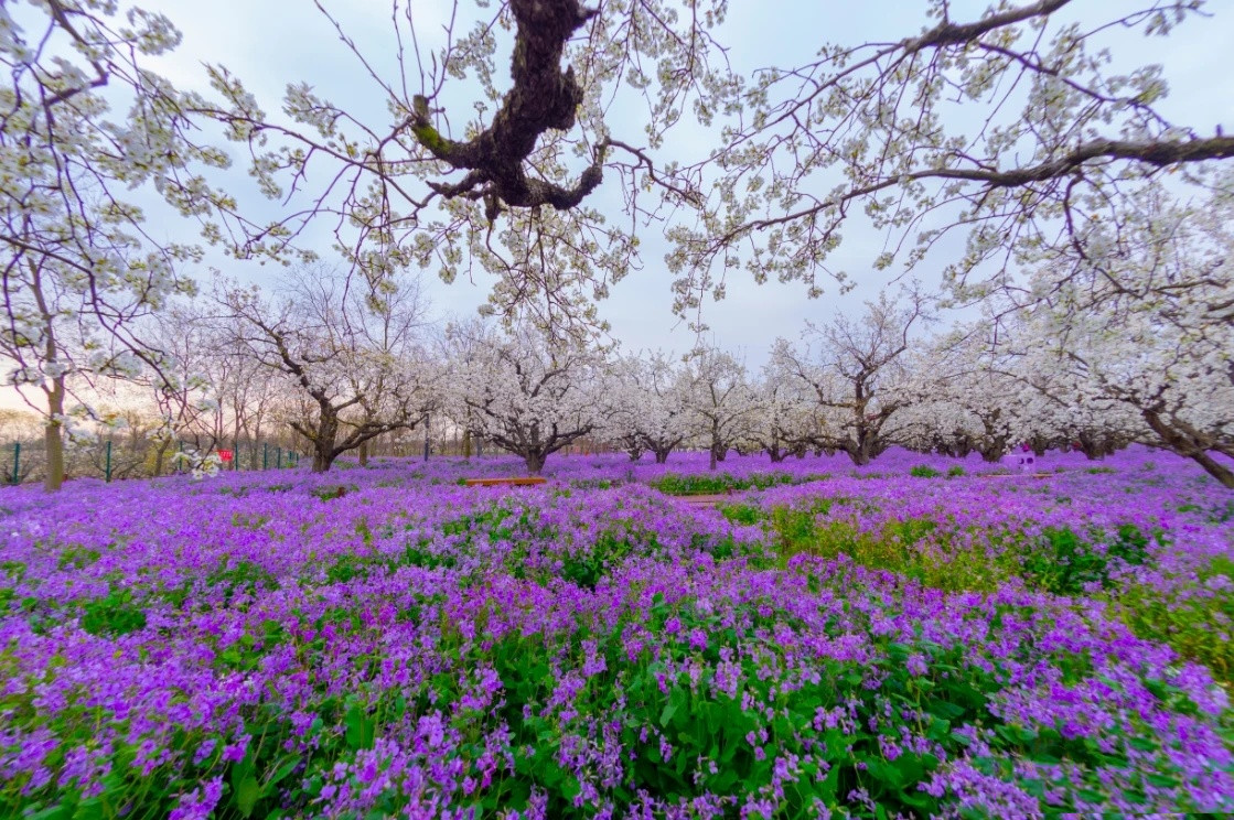 清明去哪里,宿迁三台山梨兰会惊艳来袭