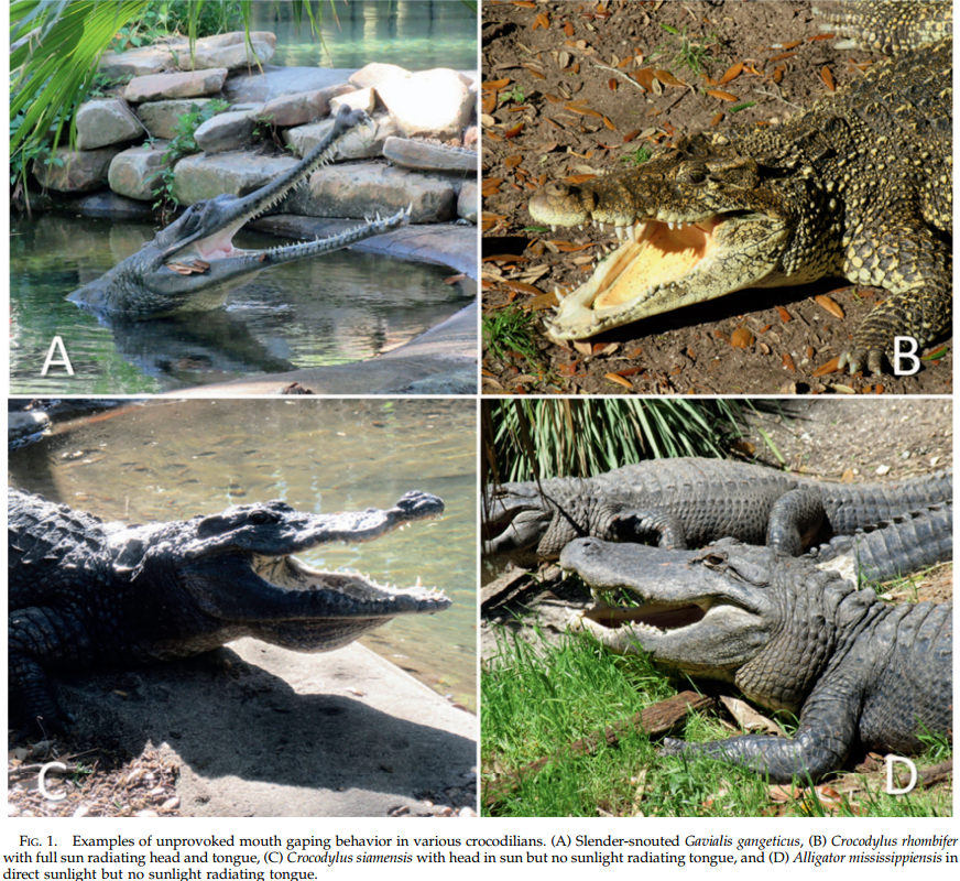 鳄鱼张嘴之谜下