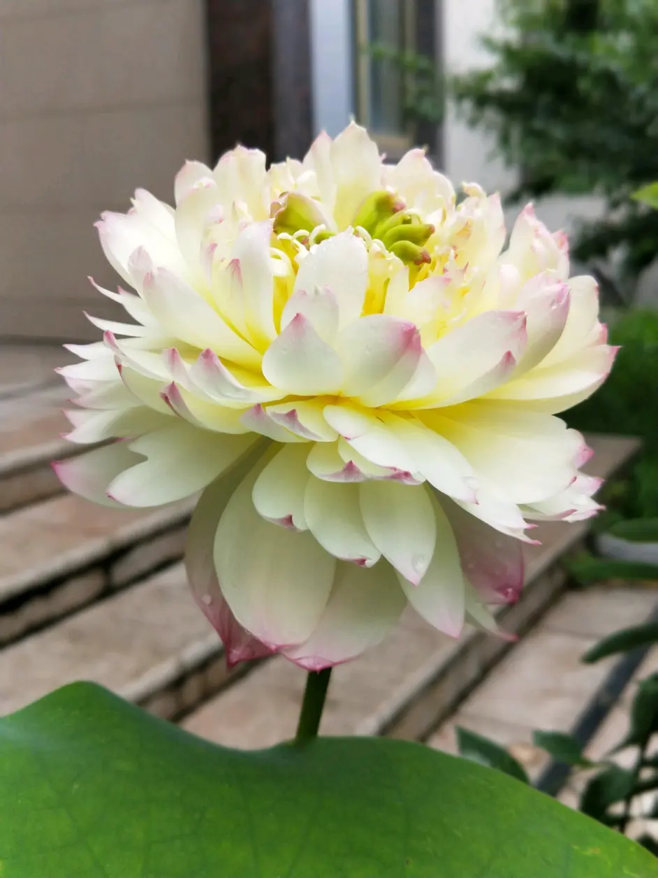 园艺 庭前梧桐 水中芙蓉 哔哩哔哩 园艺 庭前梧桐 水中芙蓉 哔哩哔哩