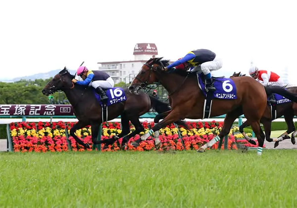 赛马 夏威夷王g1产驹一览 下篇 哔哩哔哩