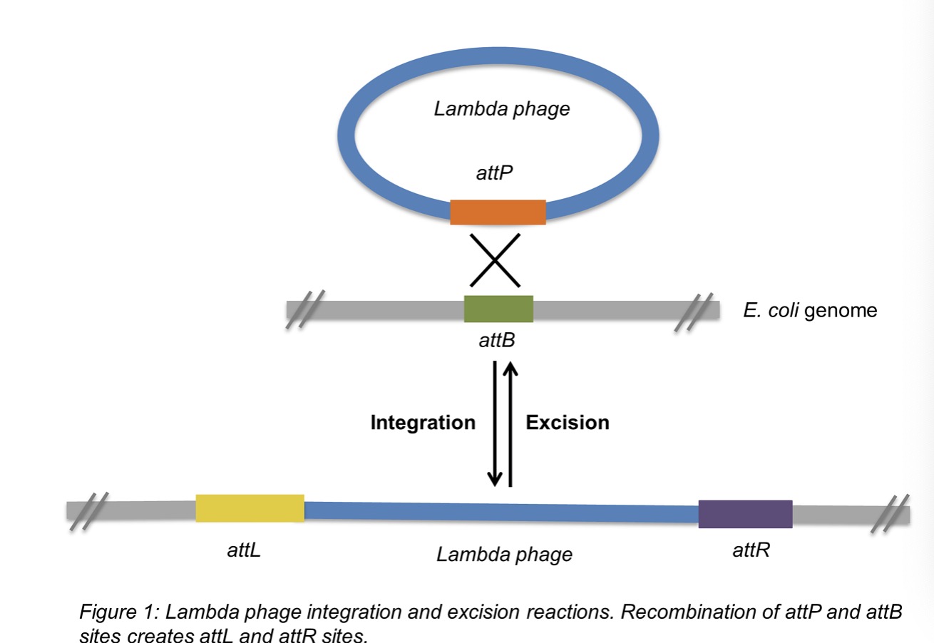 Gateway Cloning Method 哔哩哔哩