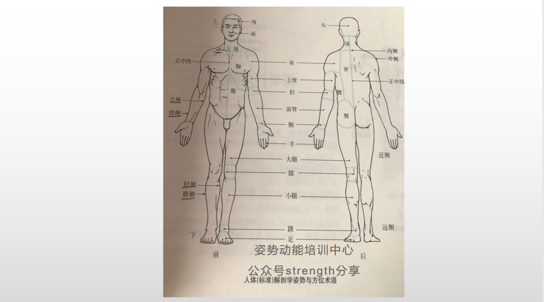 运动解剖学,运动中的基本方位学习,解剖基本功 - 哔哩哔哩