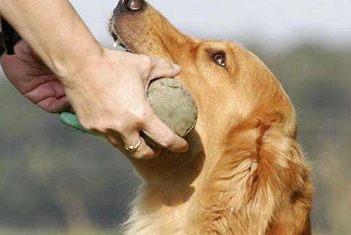 让狗狗喜欢玩玩具,爱游戏