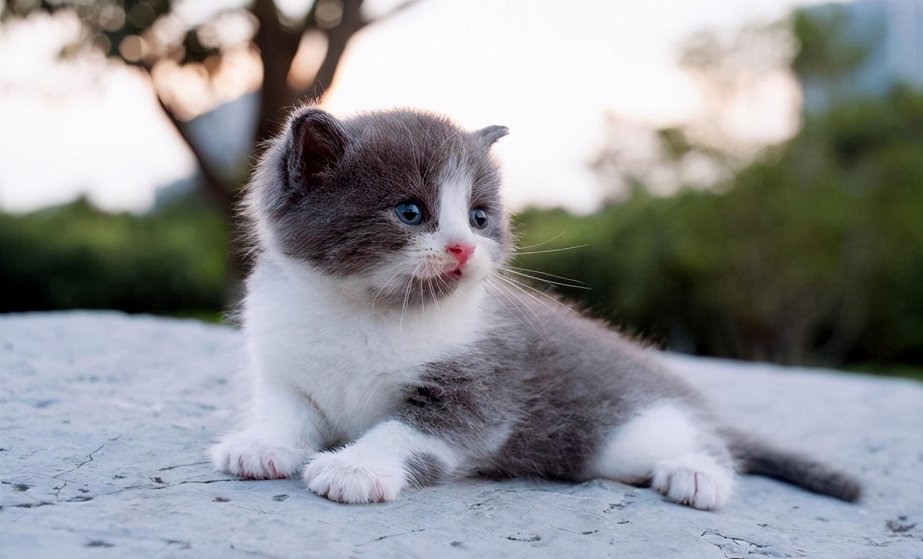 宠主每天都要给英短猫铲屎,这时宠主一定要观察一下,你家英短的便便