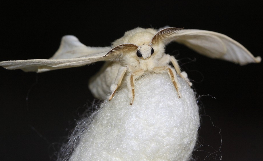 长得也是布兰卡这个样子,而且个人觉得相比起委内瑞拉贵宾犬蛾,布兰卡