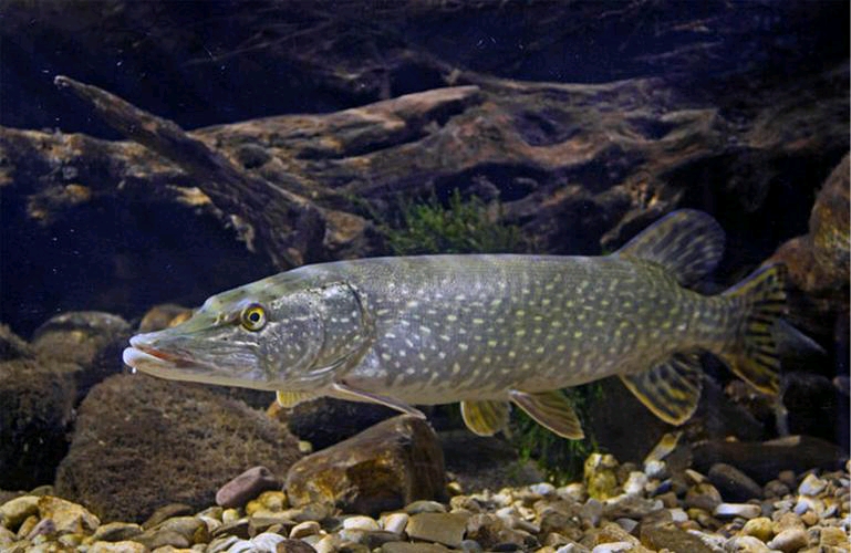 动物图鉴——狗鱼目 哔哩哔哩