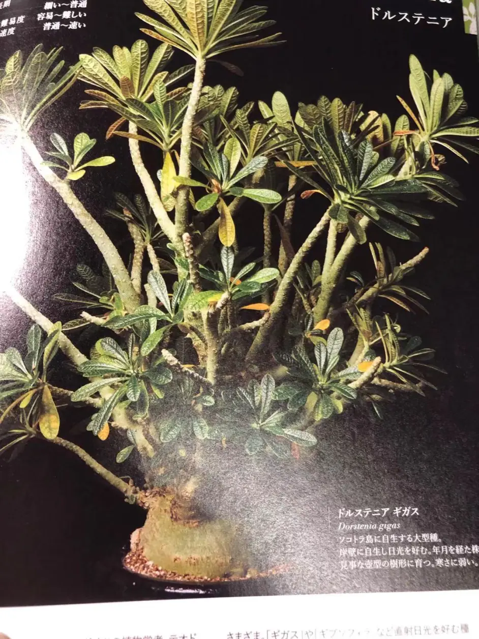 植物书籍介绍 硫桑 Dorstenia 专场 哔哩哔哩