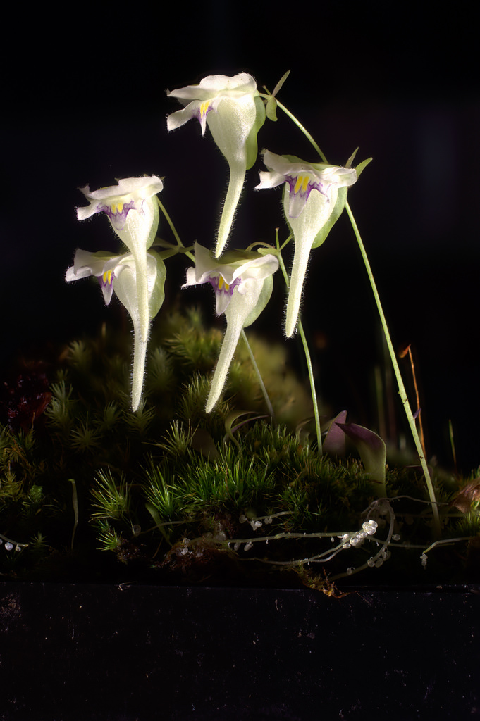 骗人入坑系列(2) 狸藻