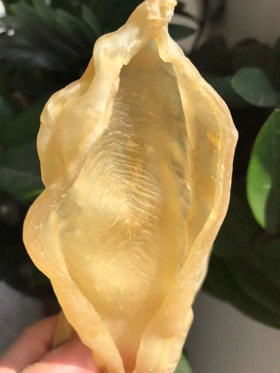 野生的白花胶价格贵不贵 哪里有卖正宗的白花胶 哔哩哔哩