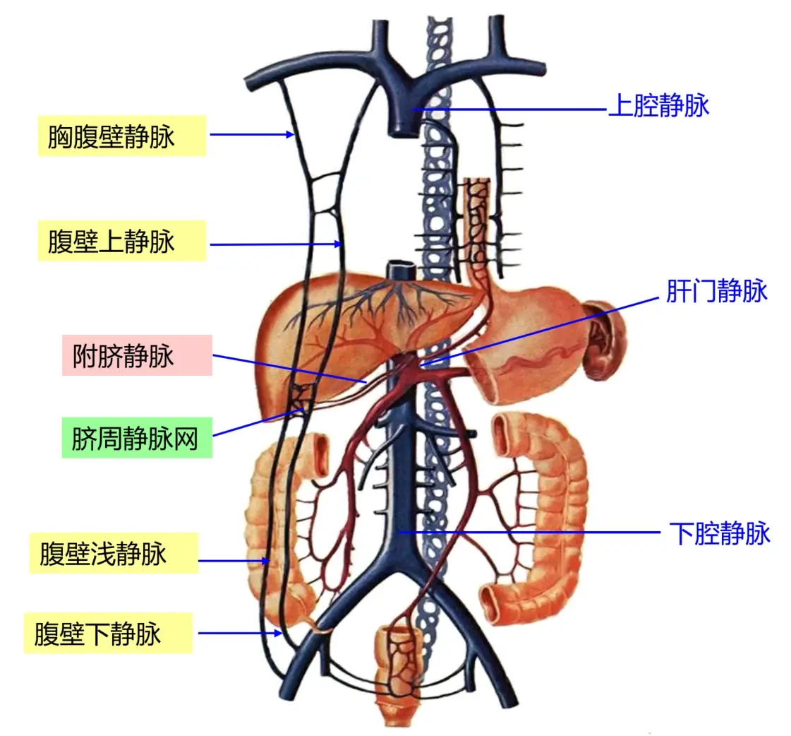 平时不开放的附脐静脉此时打开,出现以脐为中心向四周辐射,脐周表浅的