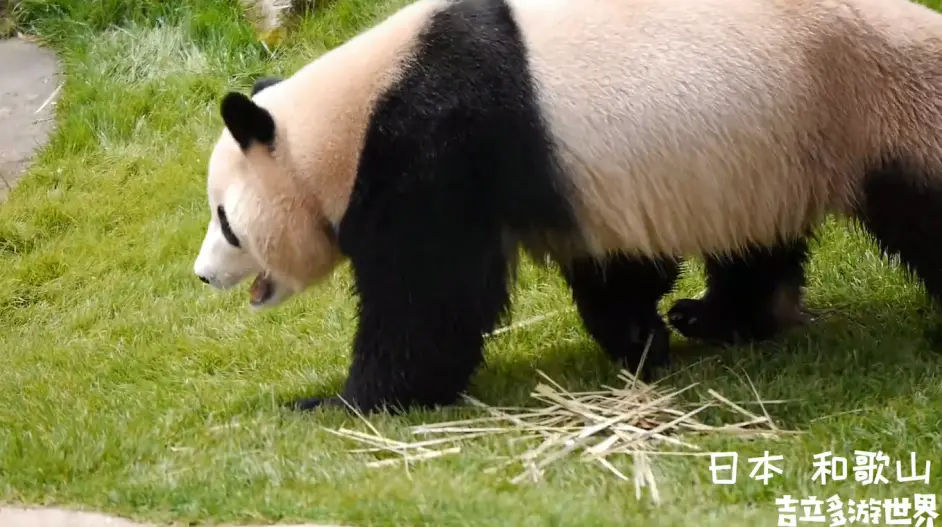 白滨冒险大世界的大熊猫 哔哩哔哩 白滨冒险大世界的大熊猫 哔哩哔哩