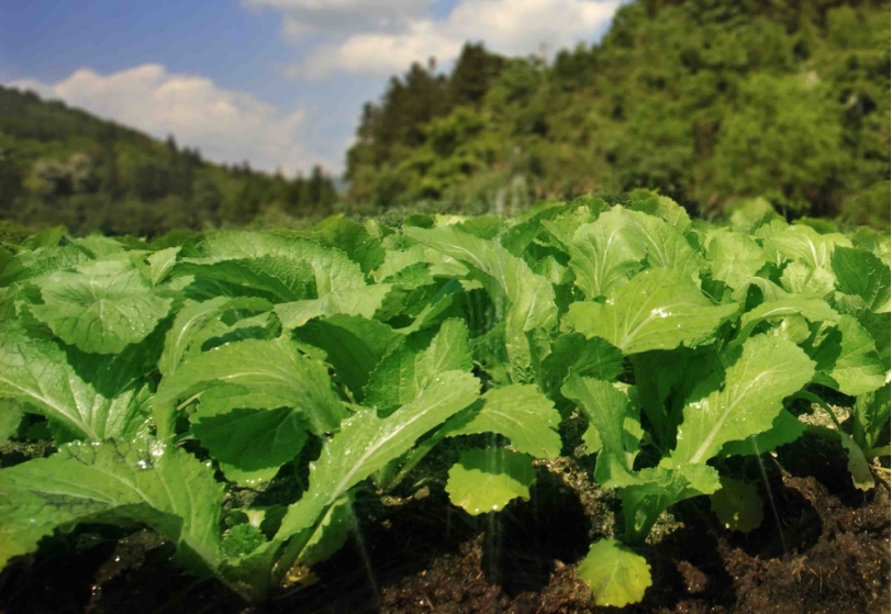 后来每次从老家回城,两鬓斑白的老母亲总往他后车箱塞了满满的蔬菜,有