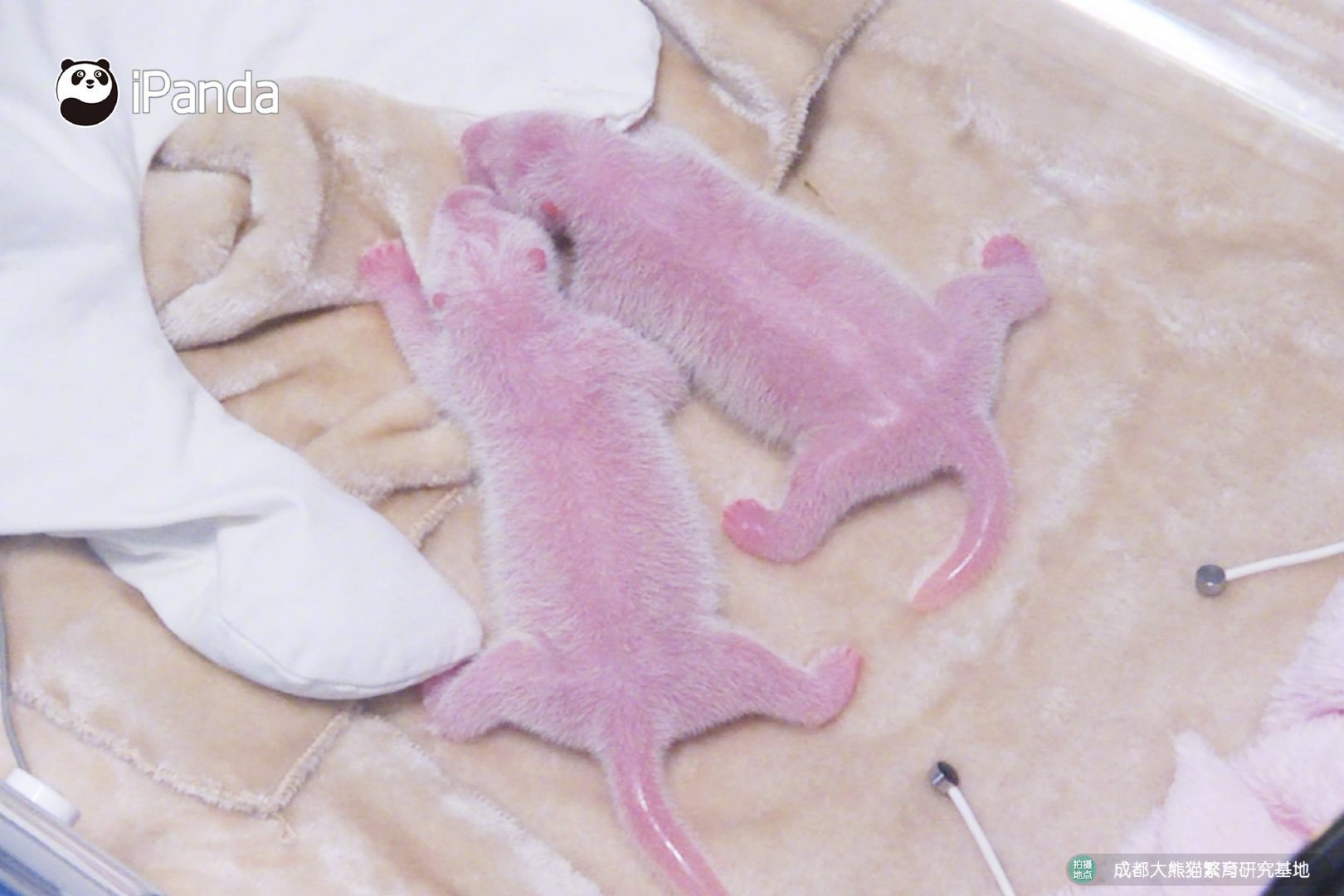 【迟到了!2019年最晚出生的大熊猫双胞胎】