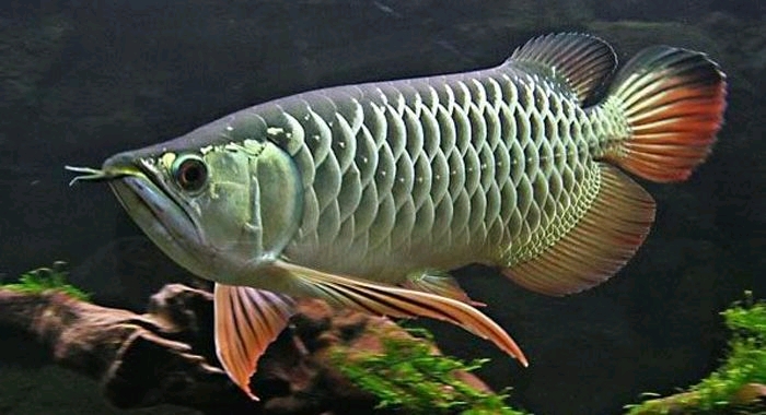 美麗硬僕骨舌魚(scleropages formosus),圖為高背紅尾金龍