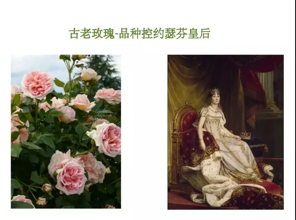 时间的玫瑰 讲述玫瑰 月季和蔷薇的前世今生 哔哩哔哩