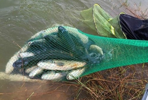 實戰乾貨,摸索多年的2種草魚新釣法,上魚太快了,用一次就上癮