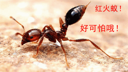 27 关注              推荐文章            7        送一窝广大头蚁