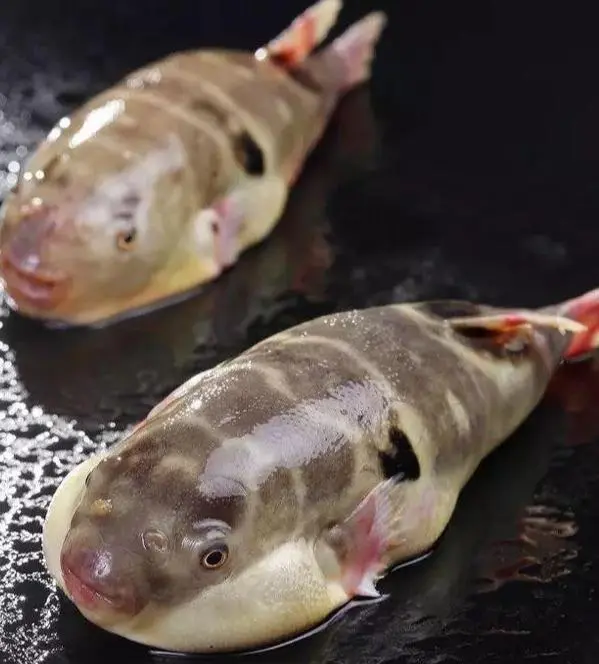 最常见的50种食用鱼 别再说你不认识 好好看看 你认识几种 哔哩哔哩 最常见的50种食用鱼 别再说你不认识 好好看看 你认识几种 哔哩哔哩