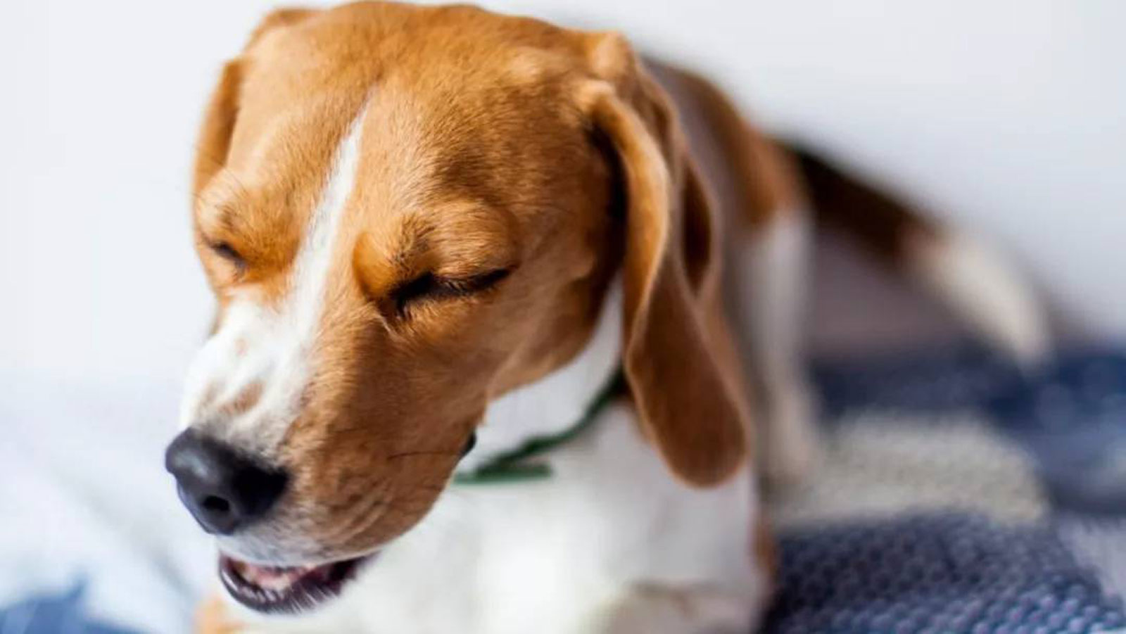 狗咳嗽的原因，症狀，治療等等 ️ Postposmo | 郵報