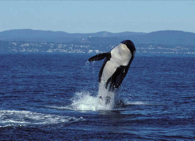 虎鲸跃出水面图片