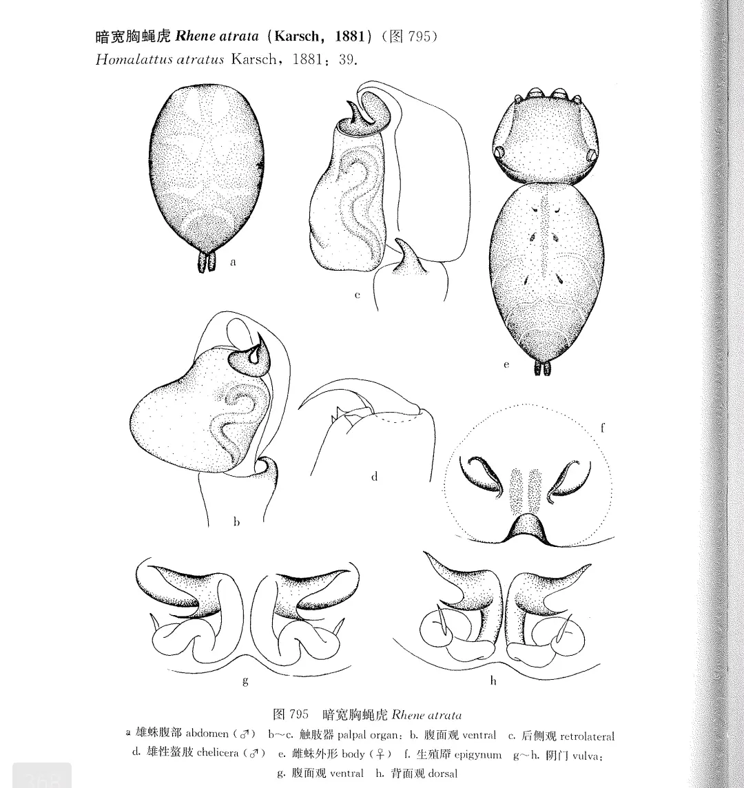 关于暗宽胸蝇虎和锈宽胸蝇虎的雄性辨别方法