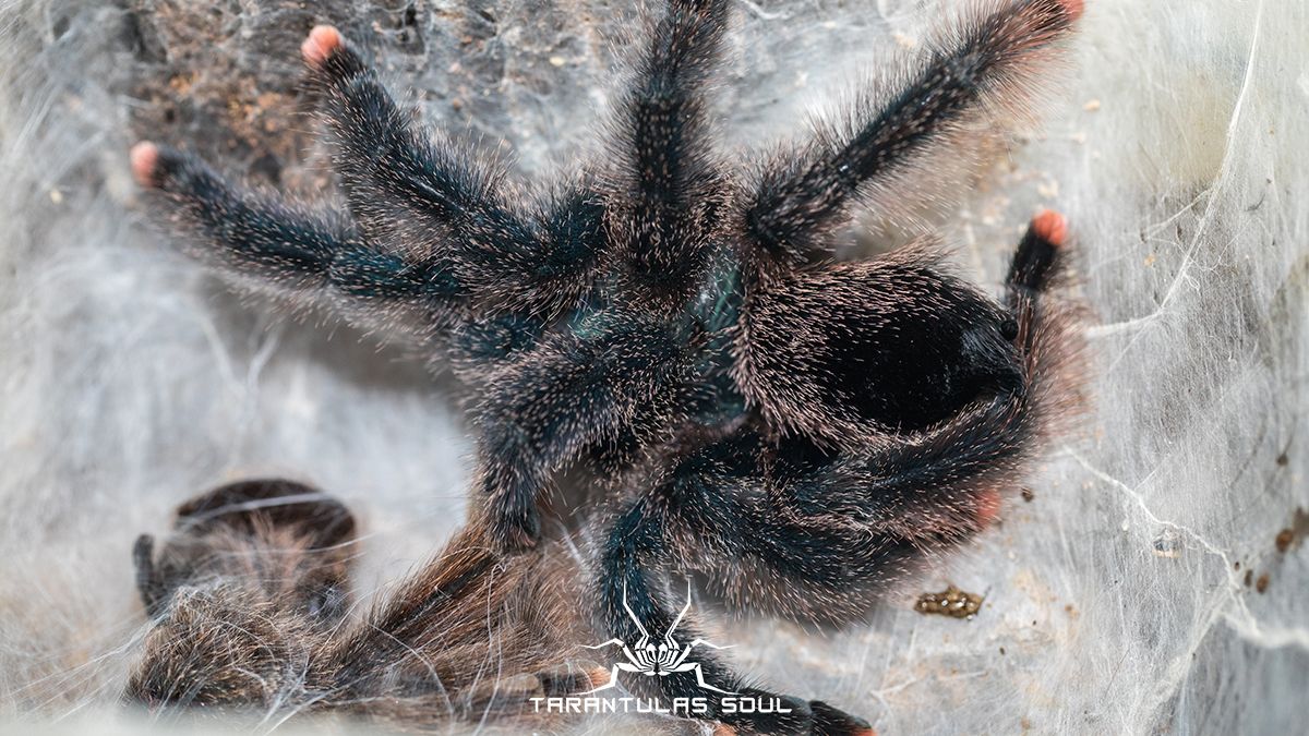 Avicularia sp. Kwitara river 圭亚那巨人粉趾 - 哔哩哔哩