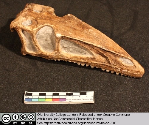 科普腔骨龙芜湖恐龙坐飞机