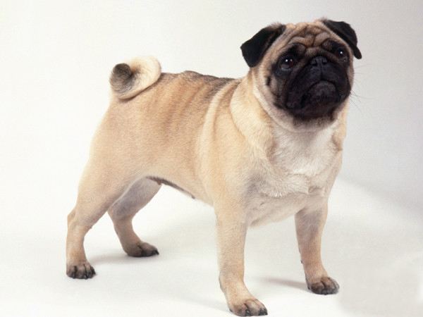 开元棋牌- 开元棋牌官网 - 开元棋牌APP下载宠物最新资讯-快科技--科技改变未来