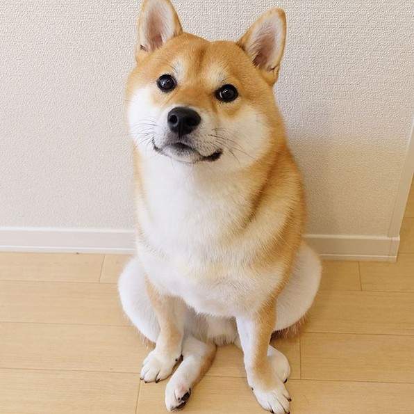 常见宠物狗大全:品种，简介，价格