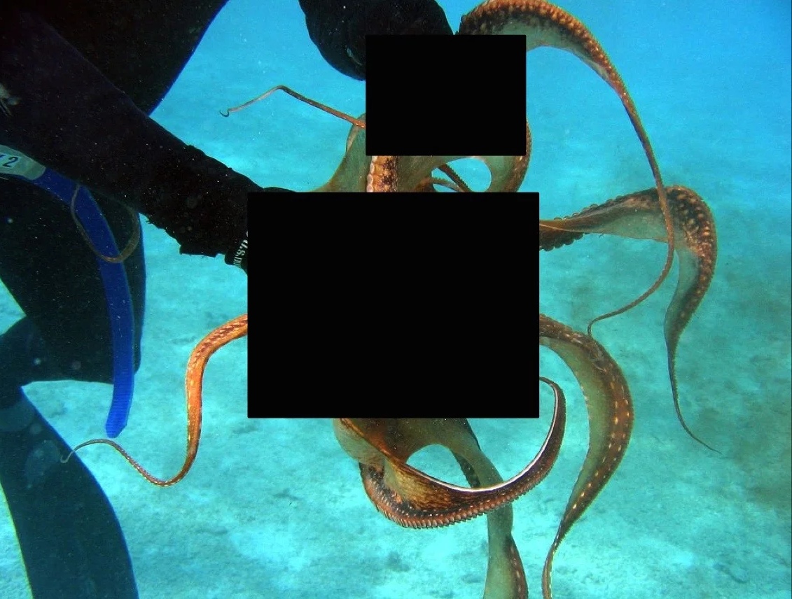 被scp-2698-a编辑过的图片,图中人类和章鱼相接触的部分遭到删改.