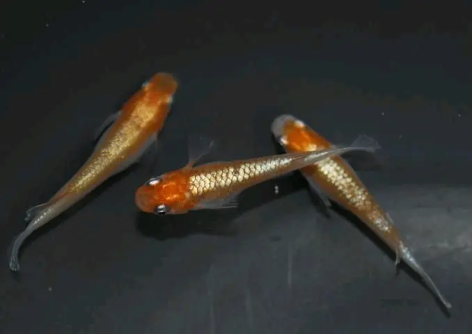 鳞光红白朱赤色鉴赏 哔哩哔哩