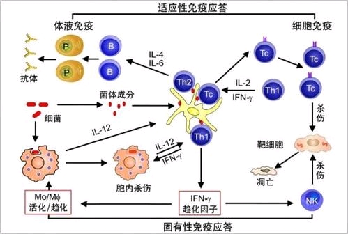 你的免疫系统