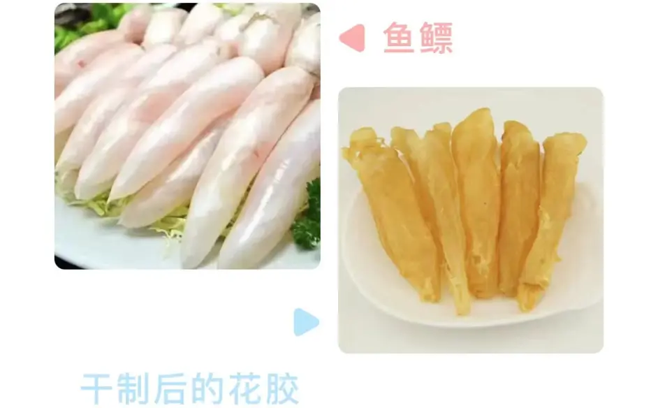 食物真相 揭开上万元天价花胶的真面目 哔哩哔哩