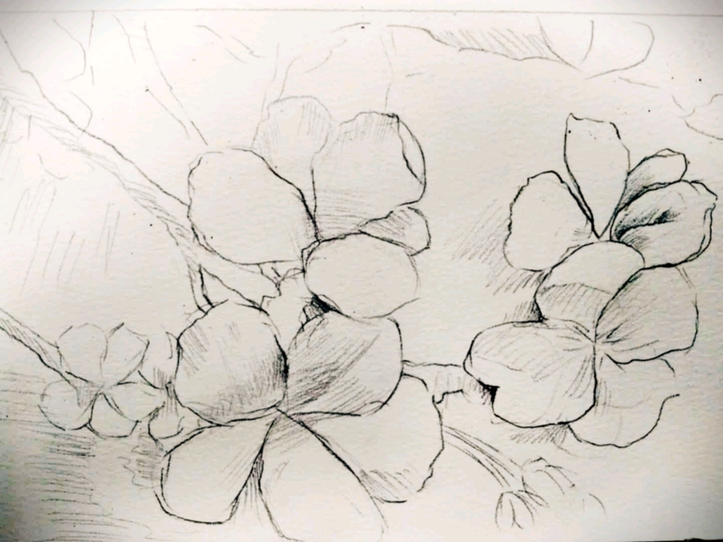 【水彩】临摹樱花