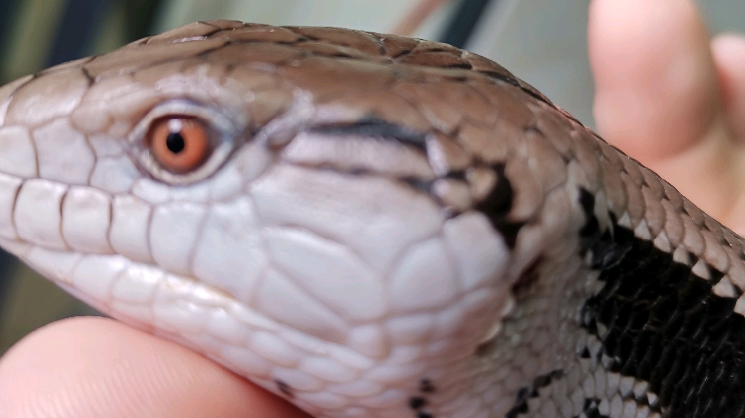 蓝舌石龙子（Blue-Tongued Skink）基础种介绍 - 哔哩哔哩