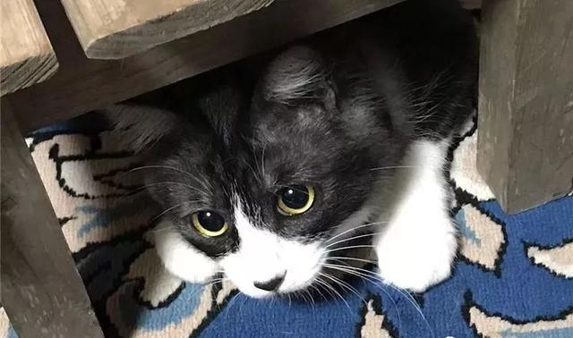 流浪猫与日本漫画家的相遇到熟悉