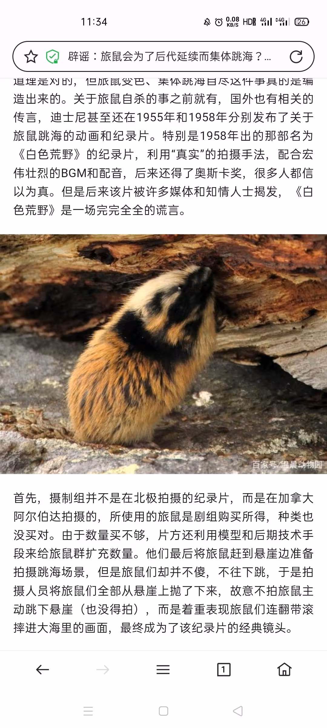 奇怪の知识 第十三期 旅鼠集体跳海是否真实 - 哔哩哔哩
