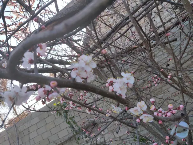 初春の杏花 哔哩哔哩