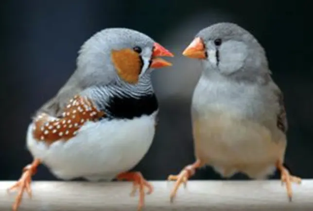 如何饲养珍珠鸟 哔哩哔哩