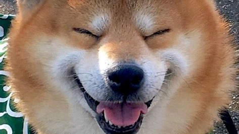 微笑狗是什么