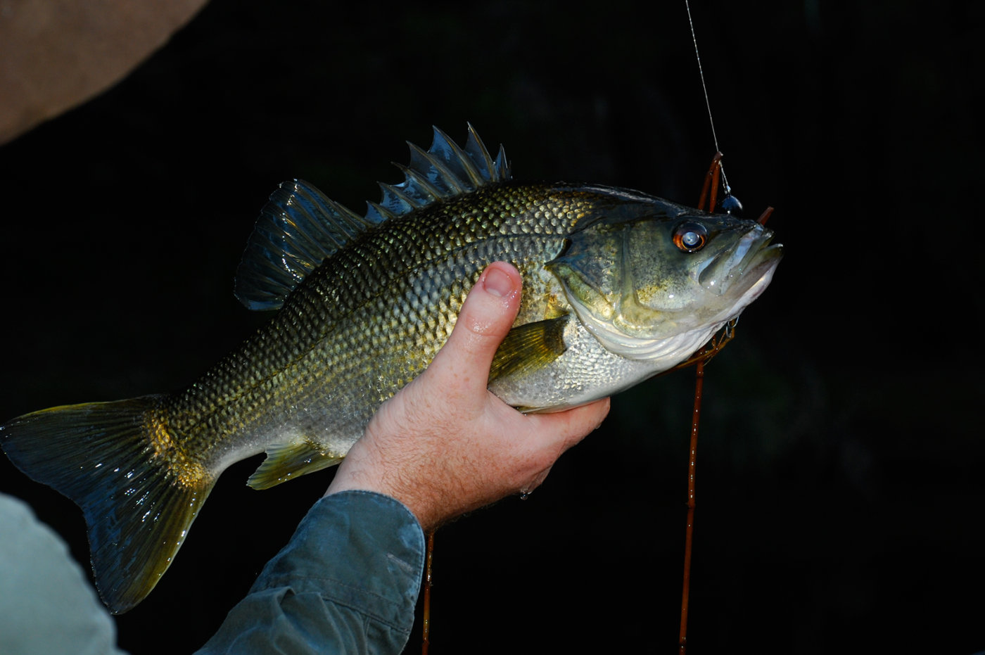 南半球的鲈鱼真鲈科物种总览